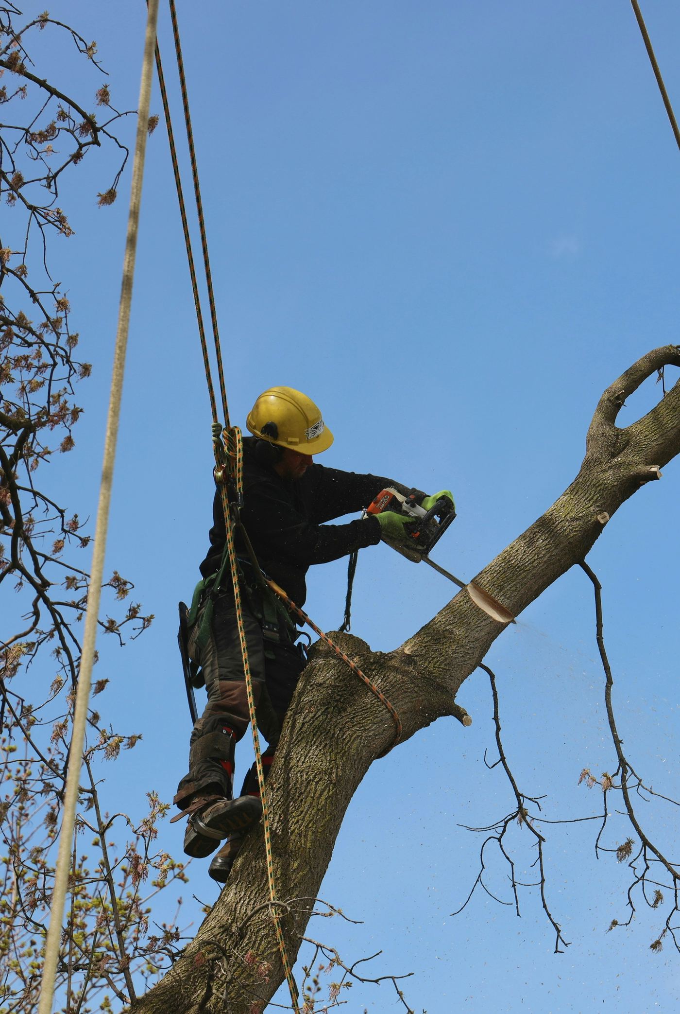 Professional tree trimming and pruning service in Bismarck North Dakota